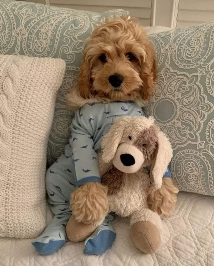 miniature cockapoo