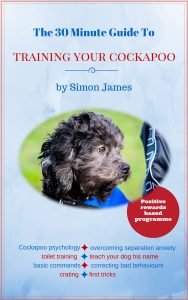 cockapoo training