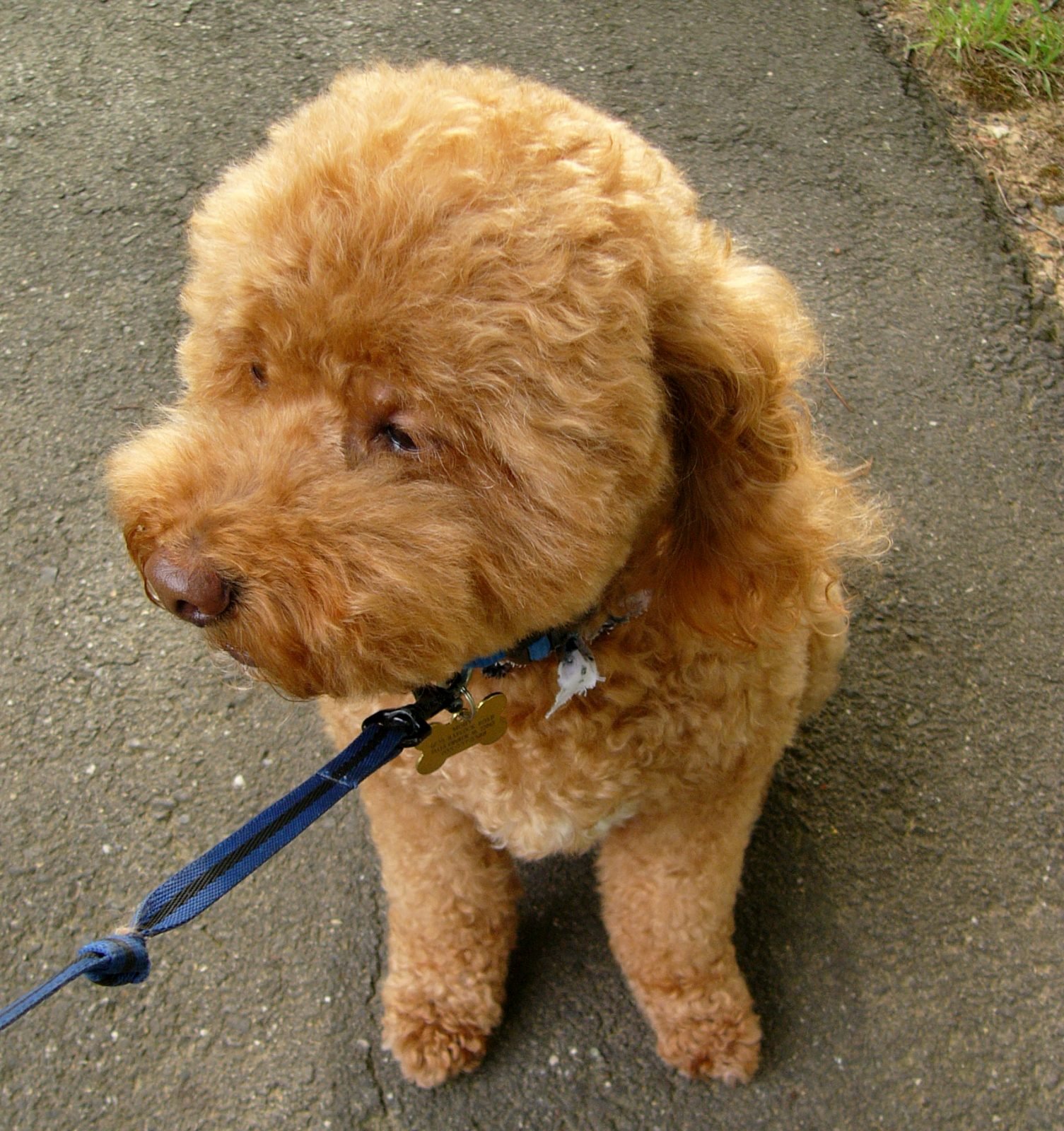 how much exercise does a cockapoo need