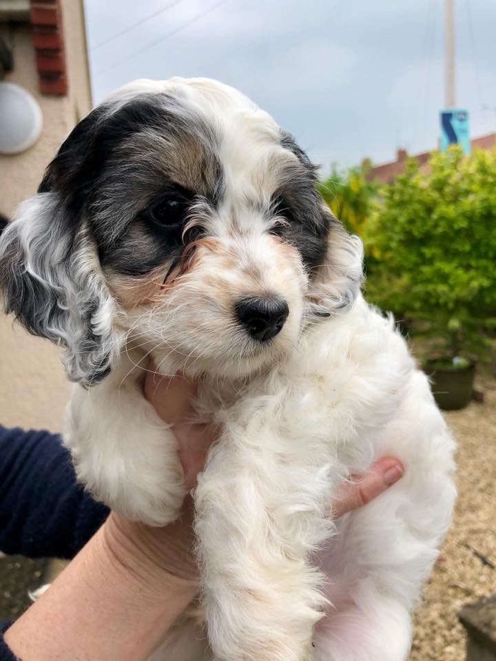 Cockapoo Breeders Uk-9944