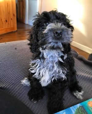 F1 Cockapoo