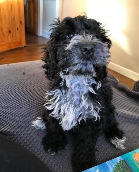 black cockapoo cushion