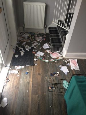 Understanding Cockapoo Rage Syndrome: Causes, Symptoms and Treatment ...