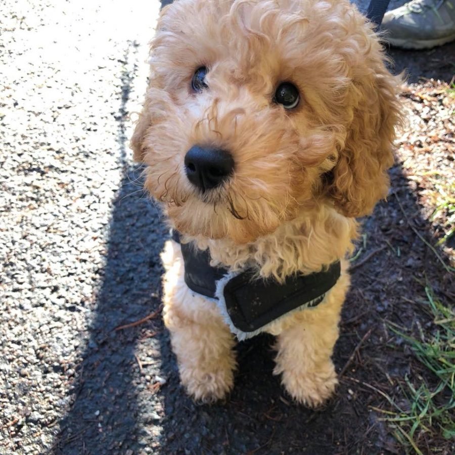 Toy Cockapoo: 7 Things To Consider Before Before Buying – Cockapoo For Life