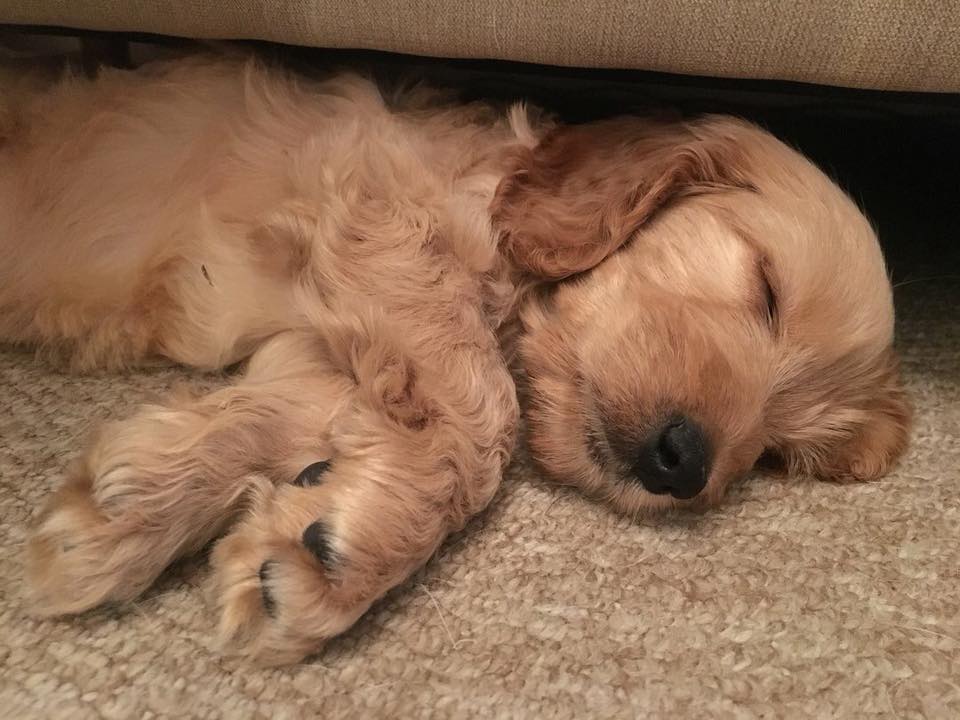 Dog Crating How To Successful Crate Your Cockapoo Cockapoo For Life
