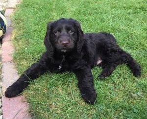 Miniature Cockapoo