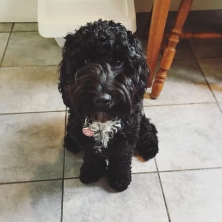 Training Tips: How To Teach Your Cockapoo His Name – Cockapoo For Life