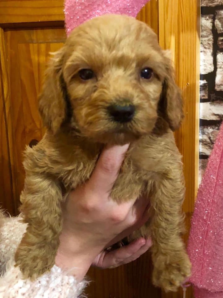 golden cockapoo