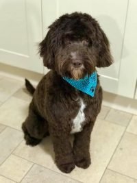 4 Popular Cockapoo Grooming Cuts – Cockapoo For Life