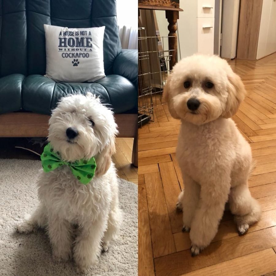 Cockapoo Grooming Cuts