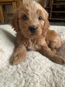 Cockapoo Puppies For Sale In Scotland – Cockapoo For Life