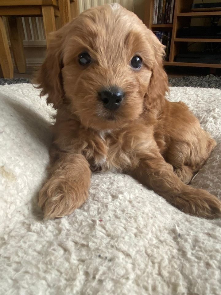 cockapoo puppies available for sale