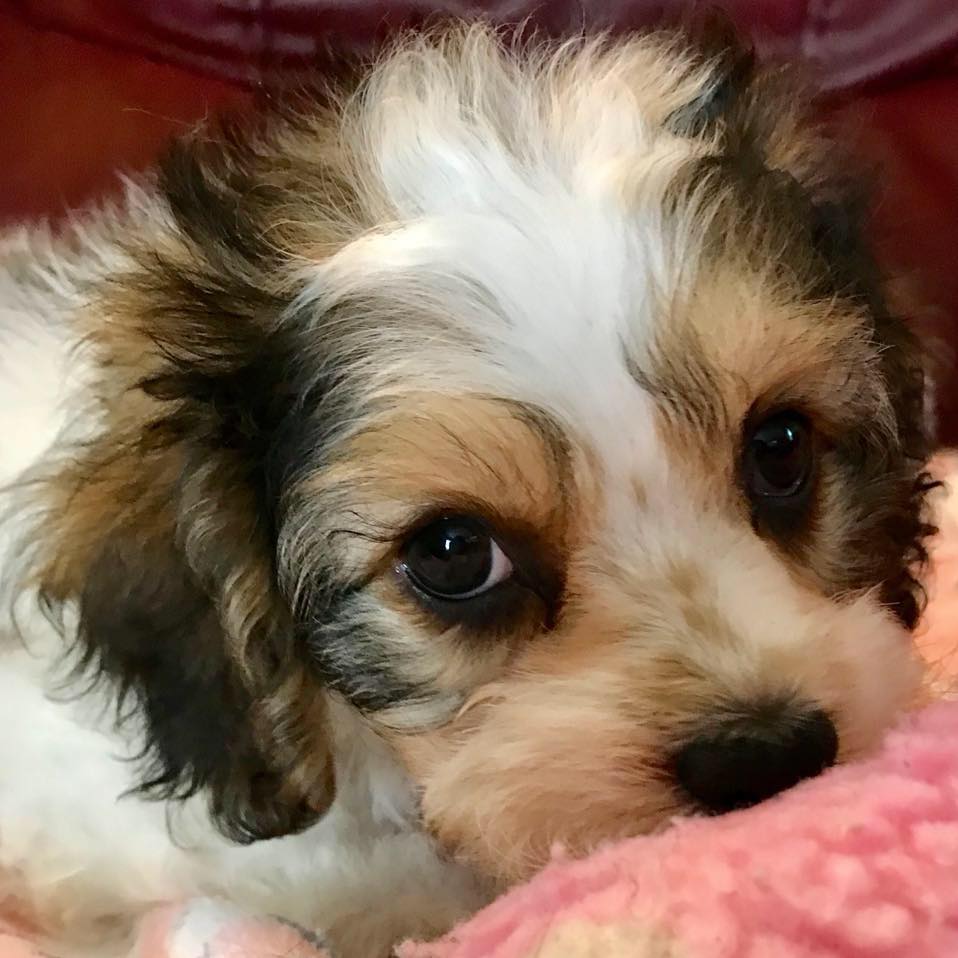 Cockapoo Rescue Puppies For Sale Near Me