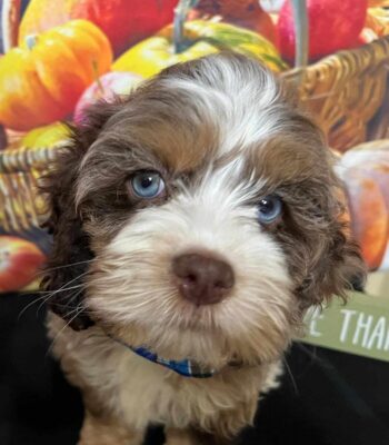 Cockapoo-rescue-puppy-two-tone-coat-with-pale-blue-eyes