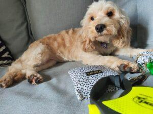 Cockapoo Adoption: The Best 5 Places To Search plus tips, facts and Info 2 female Cockapoo adoption dog 3 weeks after being rescued