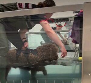 brown-cockapoo-enjoying-hydrotherapy-pool