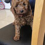 brown-cockapoo-puppy