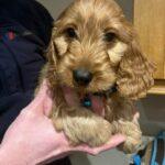 cockapoo-puppies-rescue-happy-re-homed