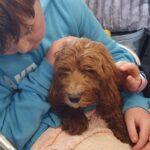 cockapoo-rescue-dog-with-boy-being-loved
