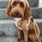 gilbert-the-rescue-cockapoo-3-years-male