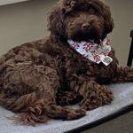 gilbert-the-rescue-cockapoo-3-years-male