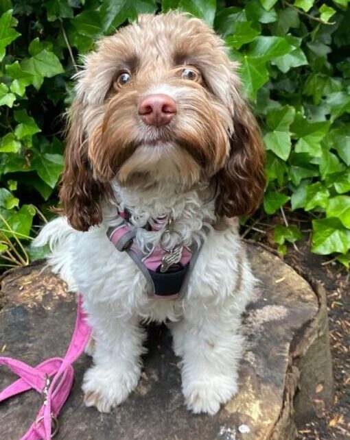 hydrotherapy-for-dogs-cockapoo
