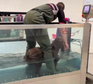 hydrotherapy-for-dogs-cockapoo-in-therapy-pool