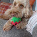 hydrotherapy-for-dogs-near-me