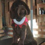 hydrotherapy-training-for-dogs