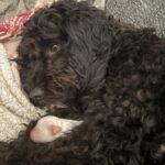 older-rescue-cockapoo-for-adoption