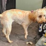 rescue-cockapoo-rehomed-but-very-thin
