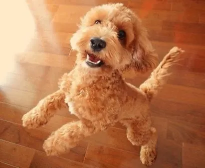 How Do I Stop My Cockapoo Puppy From Biting? 1 red cockapoo