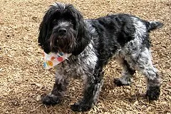 Cockapoo Rescue Ireland 2 cockapoo rescue ireland