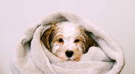 How to Bath Your Cockapoo Puppy For The First Time 3 How to bath your cockapoo puppy