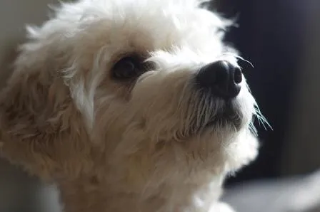 Cockapoo Rescue London 1 Cockapoo Rescue London