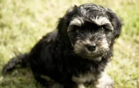 Rescue Cockapoo UK 2025: Miniature, Toy And Full Grown Cockapoos 6 cockapoo rescue puppy