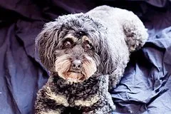 Rescue Cockapoo UK 2025: Miniature, Toy And Full Grown Cockapoos 7 rescue cockapoo