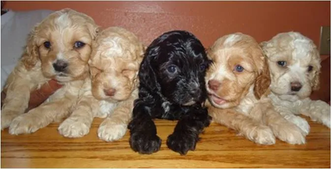 Cockapoo Breeders Guide 1 cockapoo black puppies