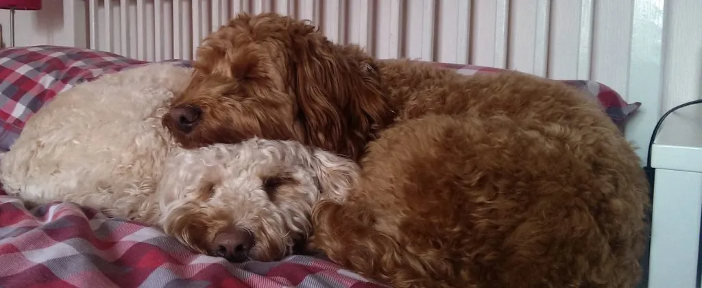 Shades of Brown and Chocolate Cockapoos 1 brown cockapoo
