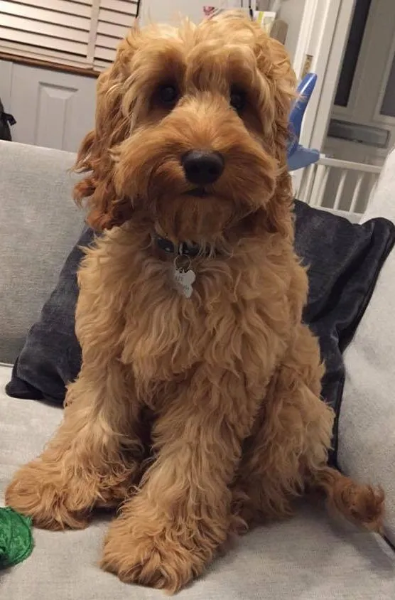 Common Cockapoo Problems: Overcoming Separation Anxiety 1 cockapoo problems: overcoming separation anxiety
