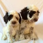 Cockapoo Colours 8 cockapoo puppies near me