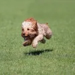 Cockapoo Colours 7 free cockapoo puppies