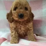 Cockapoo Colours 9 cockapoo puppies kent