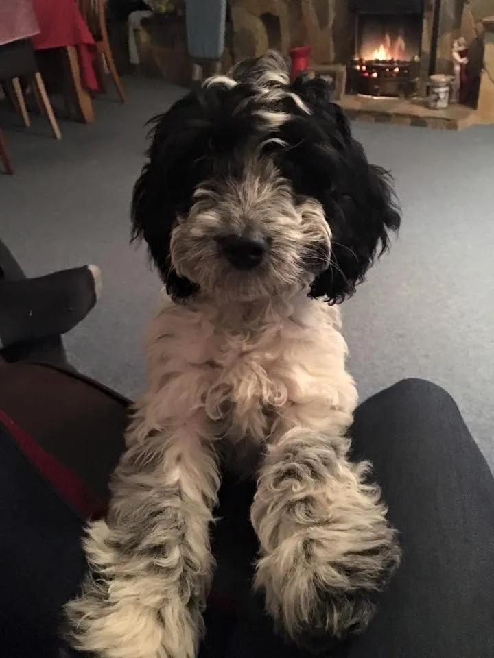 White Cockapoos Have An Enduring Appeal 3 cockapoo puppies black and white