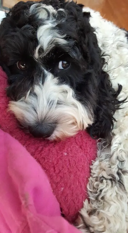 White Cockapoos Have An Enduring Appeal 4 black and white cockapoo