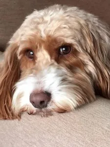 cockapoo chocolate