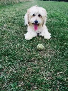 White Cockapoos Have An Enduring Appeal 1 white cockapoo