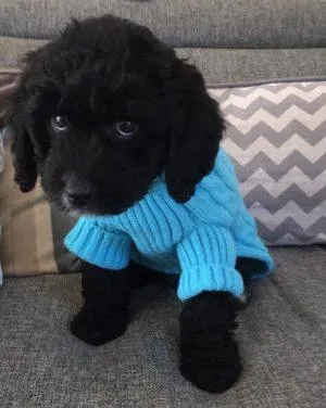 Black Cockapoo: Why Are Black Cockapoos so popular? 1 black cockapoo puppy for sale