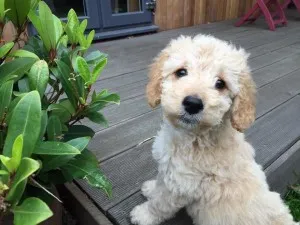 Miniature Cockapoo 3 Miniature cockapoo