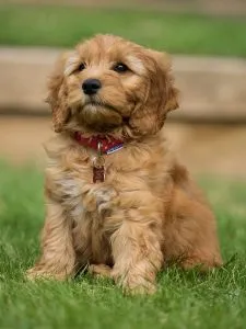 Cockapoo Toilet Training: House Training In 7 Simple Steps 1 cockapoo potty training